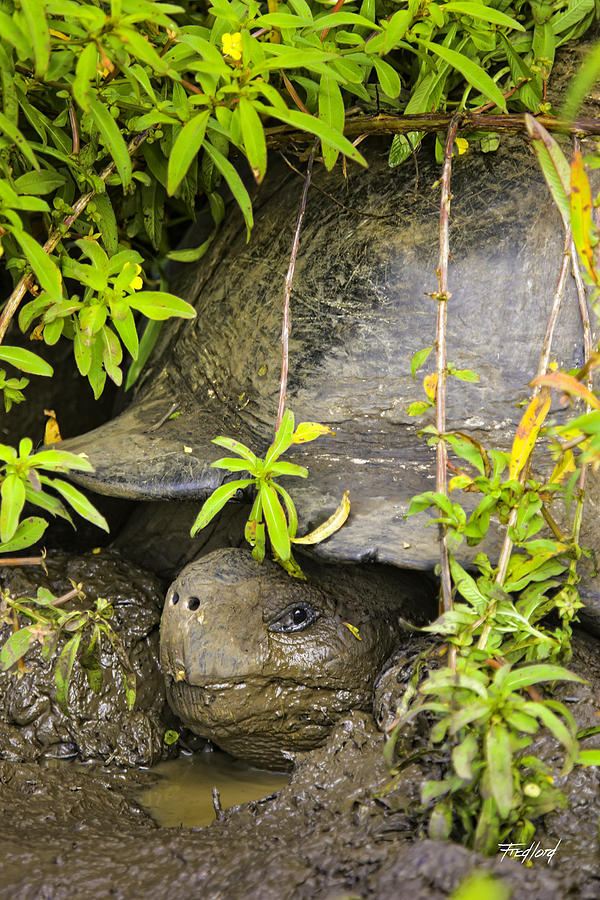 Galapagos Tortoise Hiding Photograph by Fred J Lord