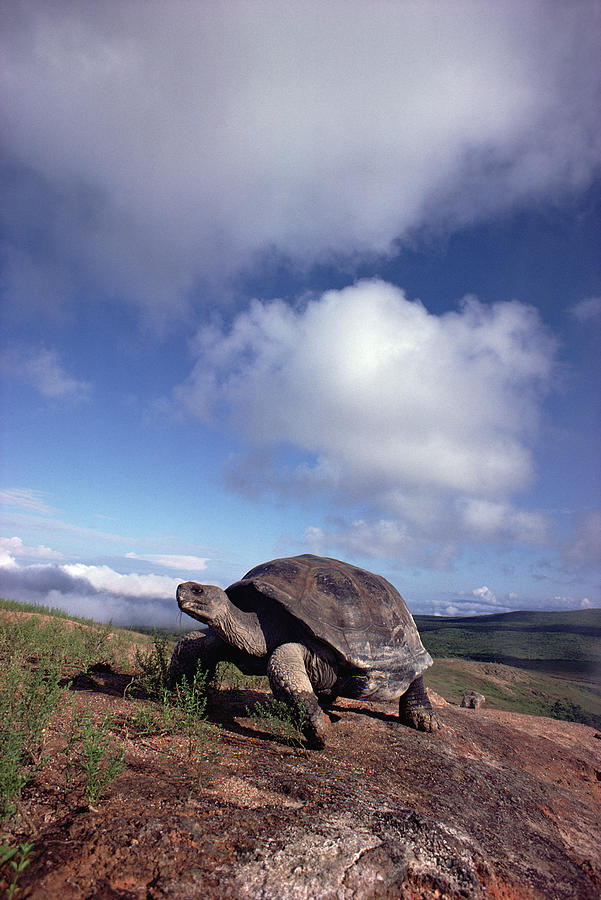 Mp Photograph - Galapagos Tortoise on Isla Isabella by Tui De Roy