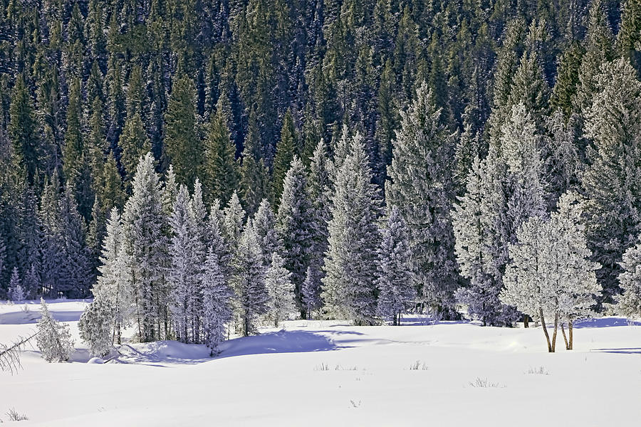 Gallatin Frosty Trees Photograph by Mark Harrington