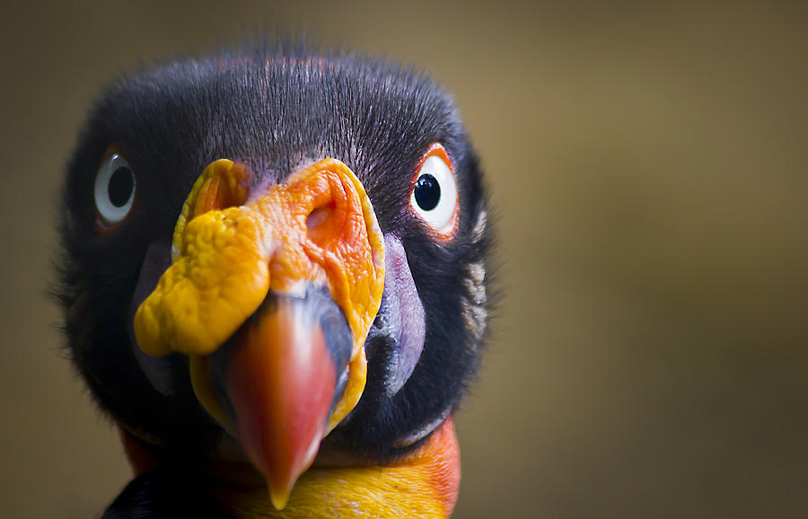 Gallinazo Real Photograph by Jorge A Bohorquez