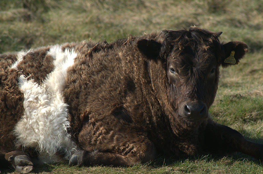 Galloway Shetland cross cow Photograph by Chris Day