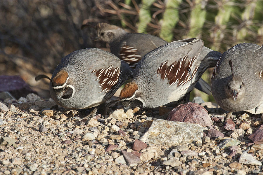 Gambels Quail Photograph by Gregory Scott