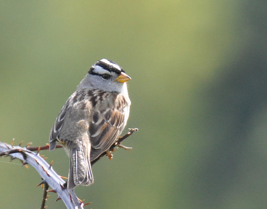 Gambels White Crowned Sparrow Photograph by Ronda Broatch