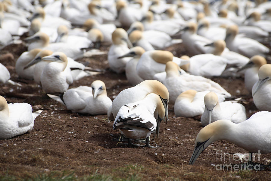 Gannet Birds Showing Meeting Behavior Photograph by Ted Kinsman