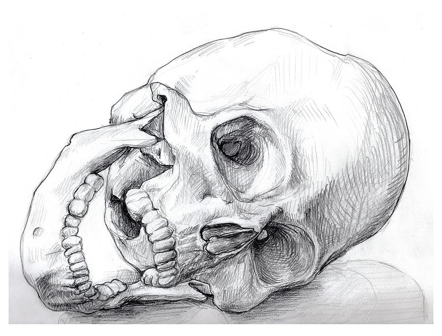 Still Life Drawing - Gaping Skull by Sabrina Khan