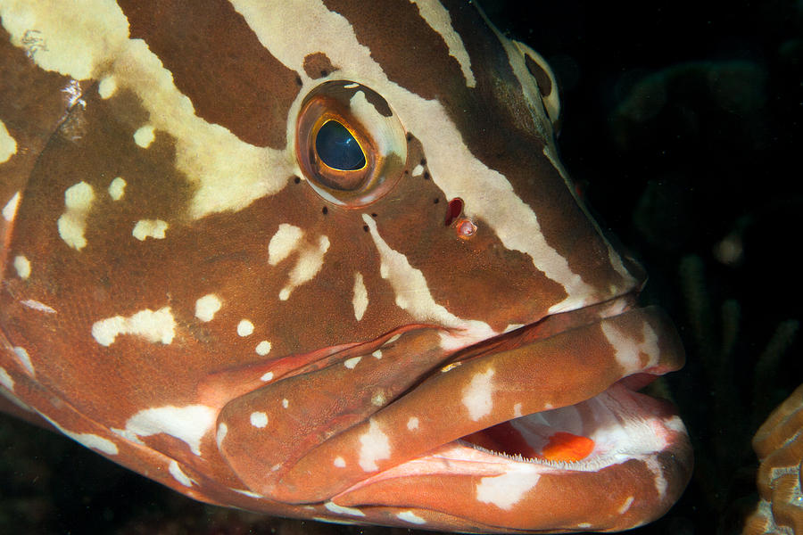 Gapping Grouper Photograph by Jean Noren