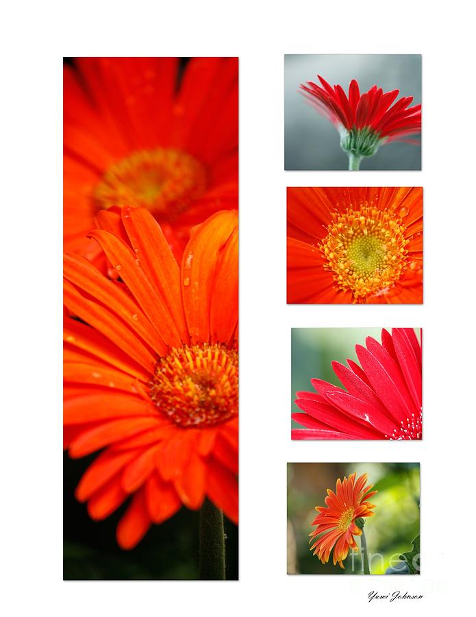 Garbera daisy collage 2 Photograph by Yumi Johnson