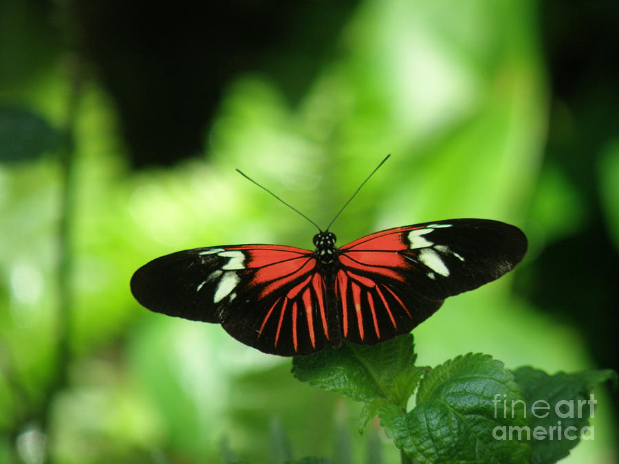Butterfly Photograph - Garden Beauty by Lainie Wrightson