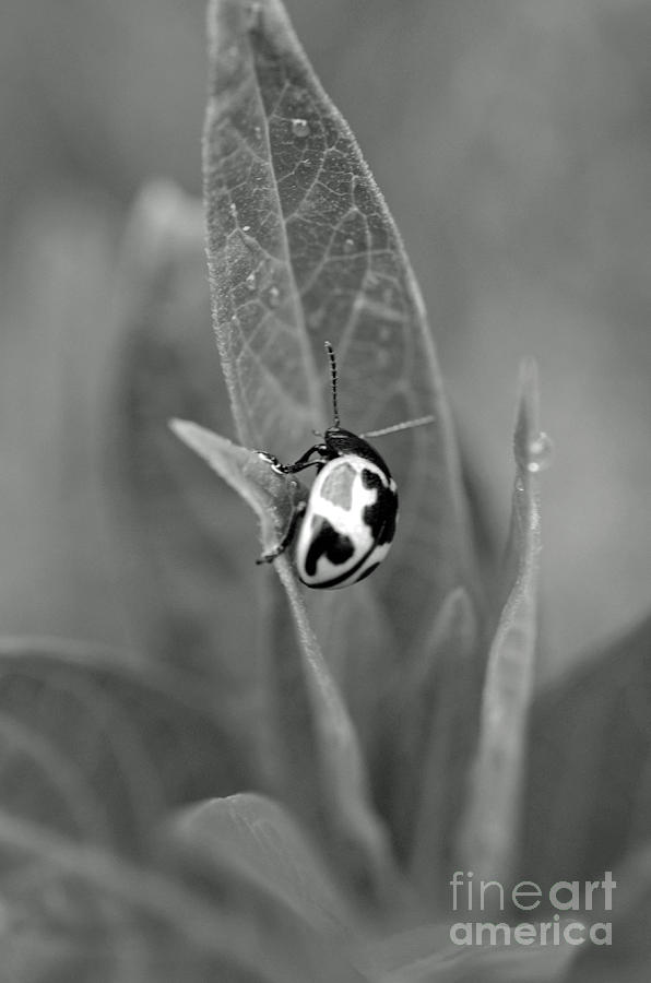 Garden Beetle Black and White Photograph by Lila Fisher-Wenzel