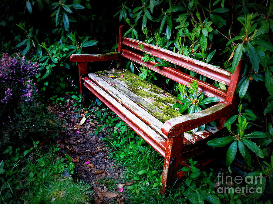 Garden Bench at The Old Rectory Photograph by Lainie Wrightson