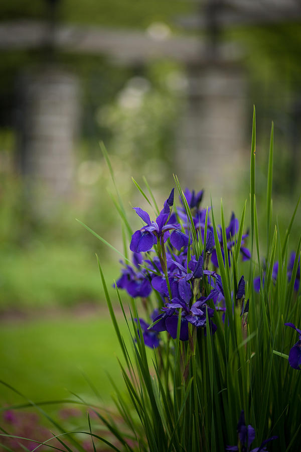 Iris Photograph - Garden Blue Irises by Mike Reid
