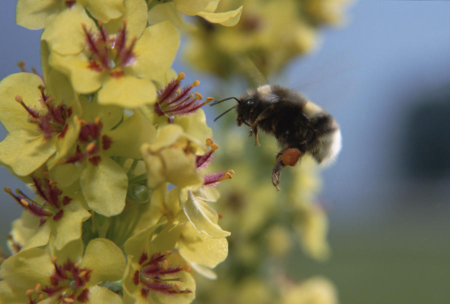 Garden Bumblebee Bombus Hortorum Photograph by Konrad Wothe