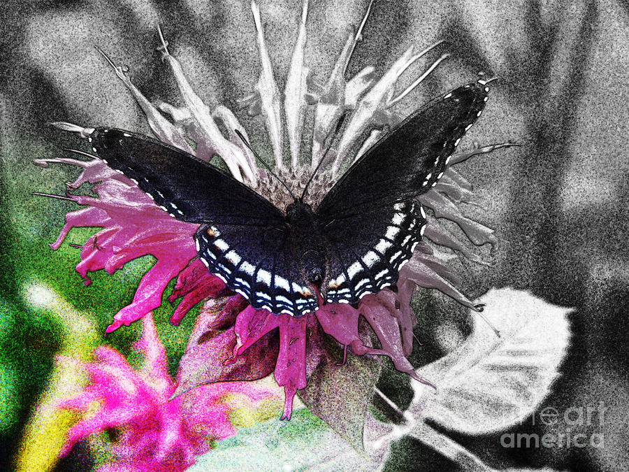 Garden Butterfly Photograph by Lila Fisher-Wenzel