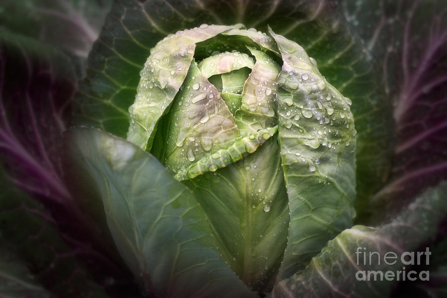 Cabbage Photograph - Garden Cabbage by Susan Isakson