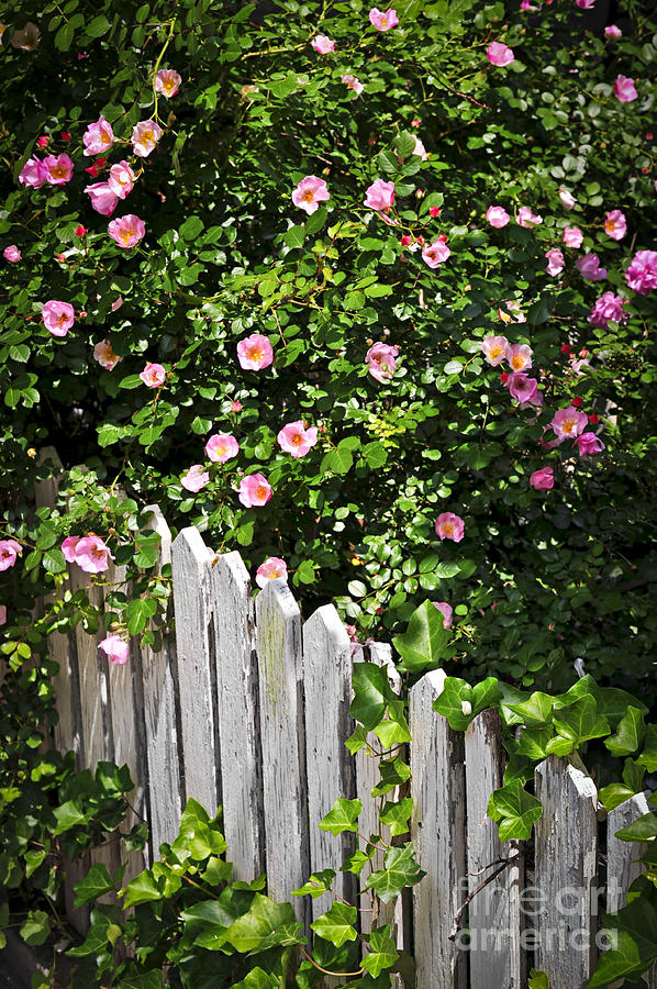 Garden Photograph - Garden fence with roses by Elena Elisseeva Garden Photograph - Garden fence with roses by Elena Elisseeva