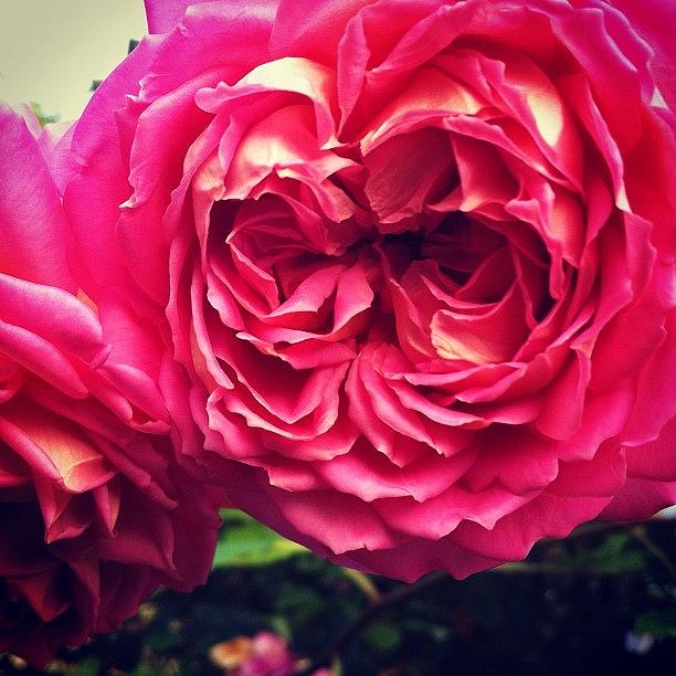 Rose Photograph - Garden Flower by Emily Harris