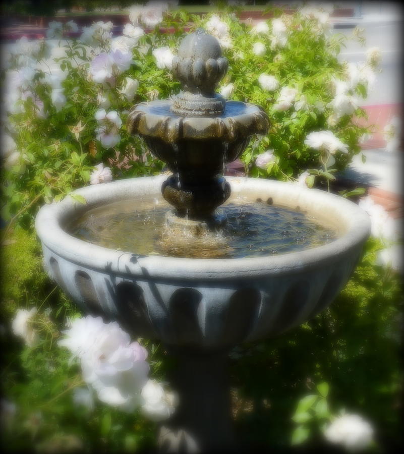 Garden Fountain Photograph by Carla Parris