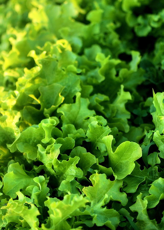Garden Fresh Salad Bowl Lettuce Photograph by Angela Rath