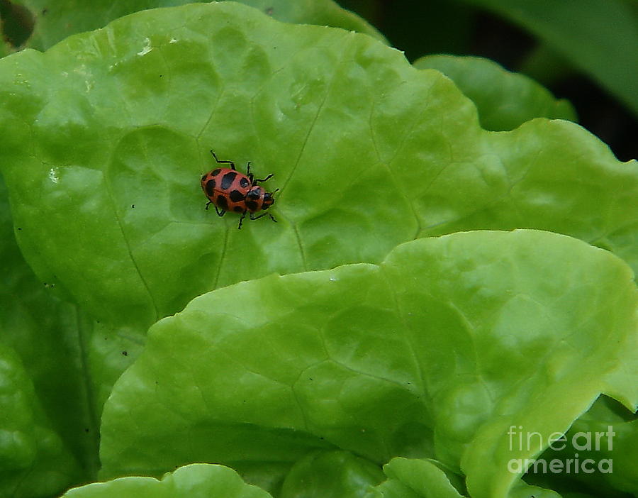 Garden Friends Photograph by Andrea Kollo Garden Friends Photograph by Andrea Kollo