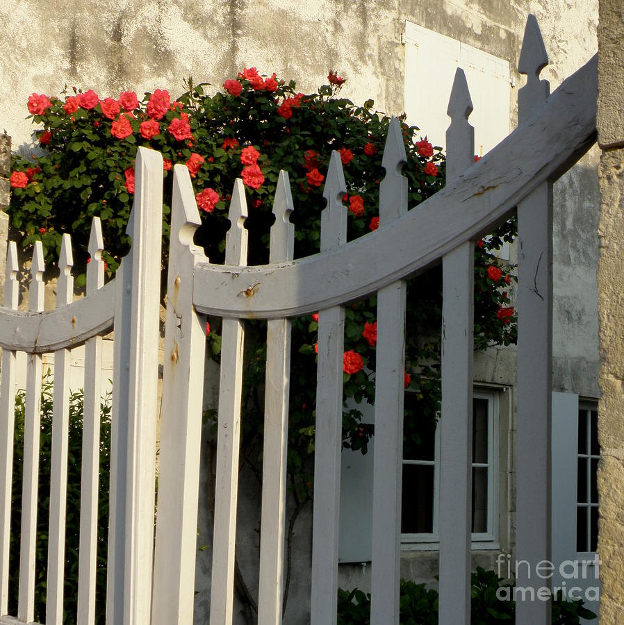 Rose Photograph - Garden Gate by Lainie Wrightson