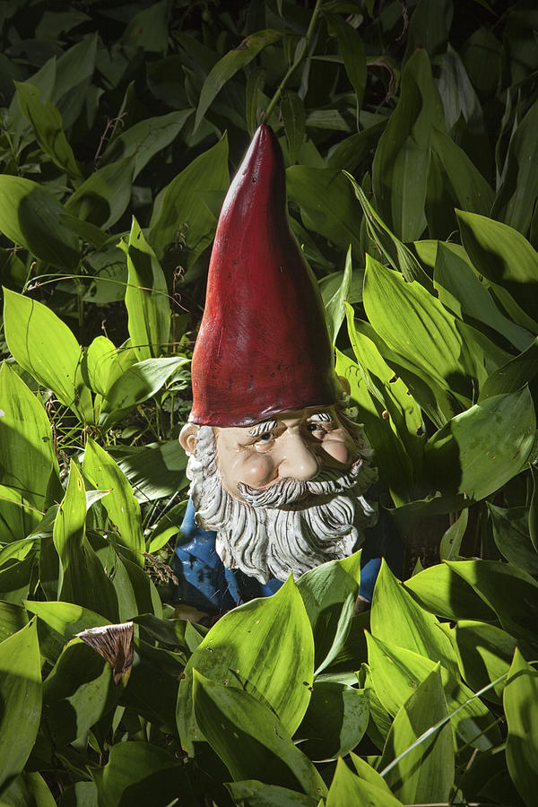 Garden Gnome No 0065 Photograph by Randall Nyhof