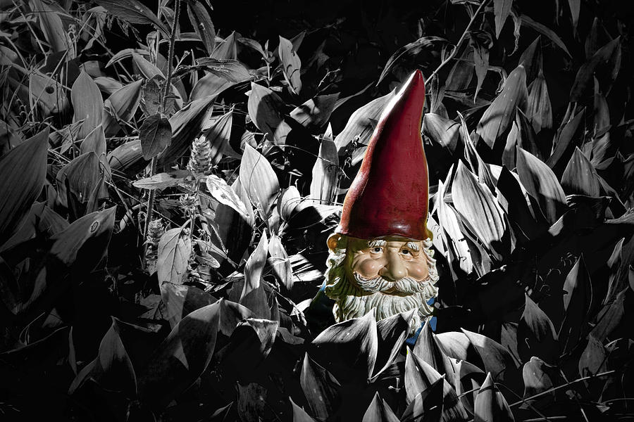 Garden Gnome with Gray background Photograph by Randall Nyhof