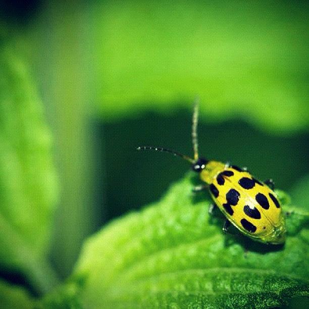 Nature Photograph - #garden #insects #nature #green by Sabrina Gamig