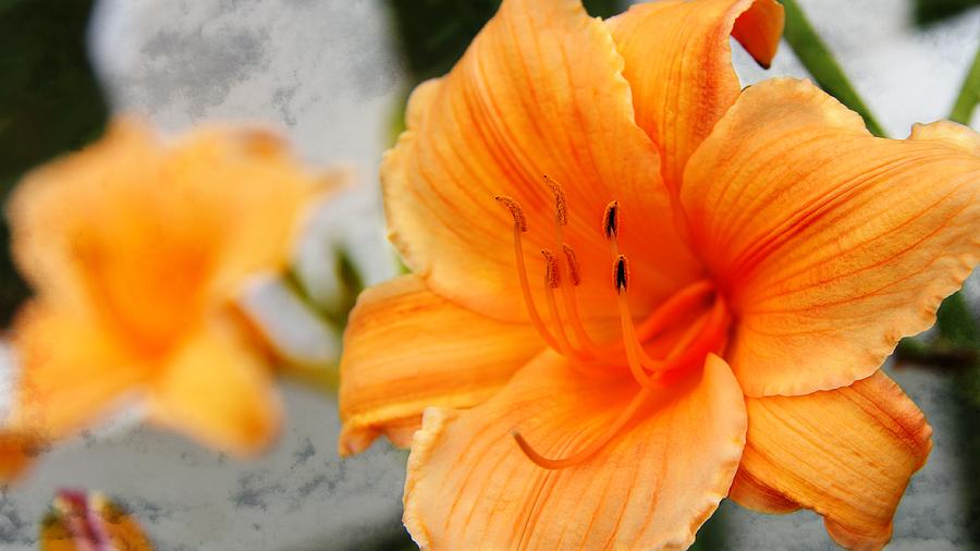 Garden Lily Photograph by Davandra Cribbie