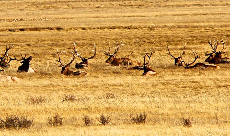 Grand Teton National Park Photograph - Garden of Elk by Eric Tressler