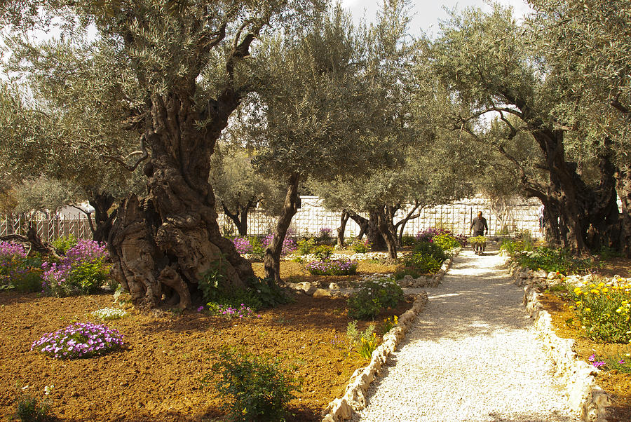 Garden of Gethsemene Jerusalem Photograph by Daniel Blatt - Fine Art ...