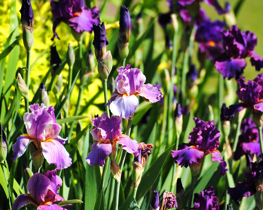 Garden of Irises Photograph by Jai Johnson