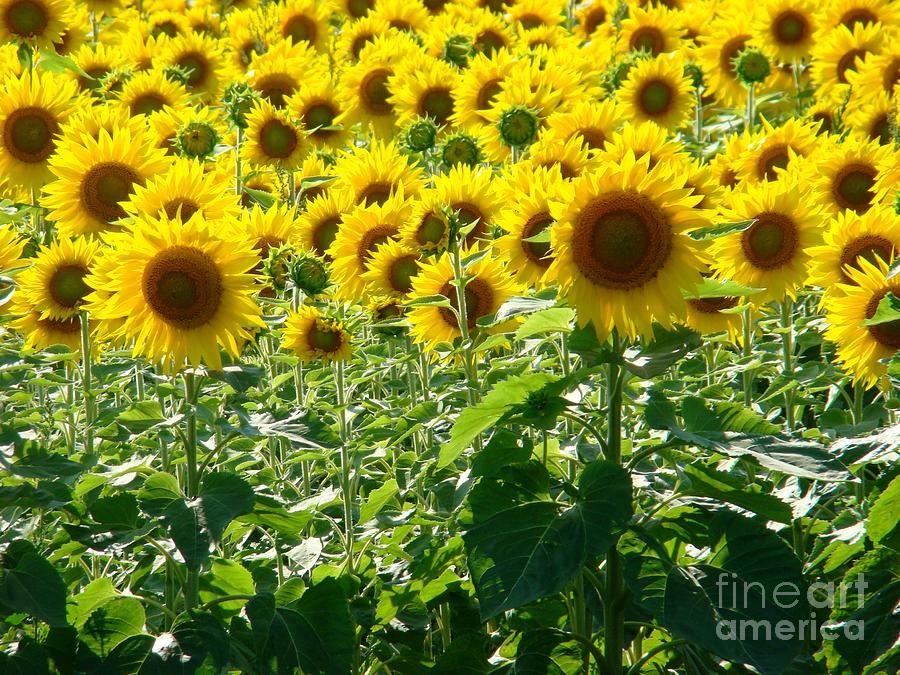 Garden of Sunshine Photograph by Margaret Hamilton