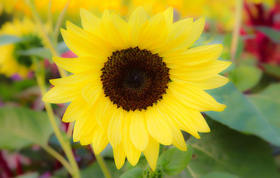 Sunflower Photograph - Garden Party by Rachel Cohen