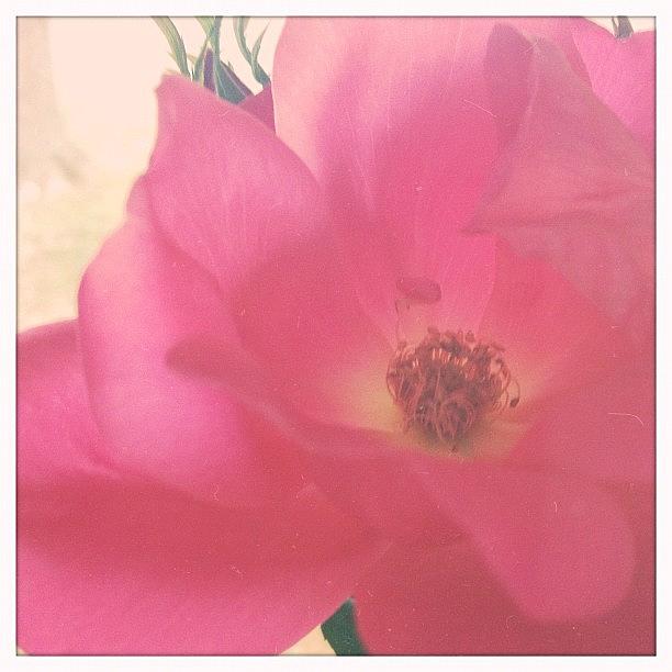 *garden Rose {still Going Strong} Photograph by Vanessa Ray