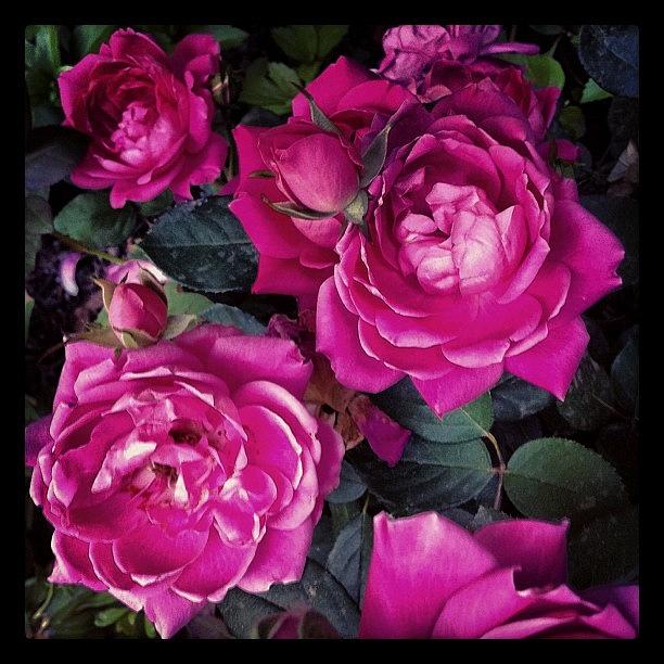 Rose Photograph - #garden #roses by Jay Homburger