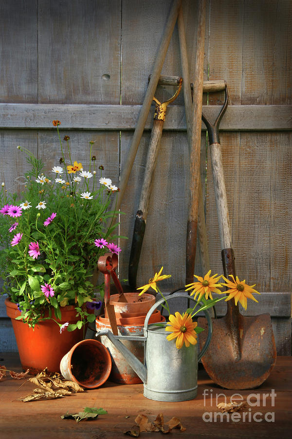 Daisy Photograph - Garden shed with tools and pots  by Sandra Cunningham