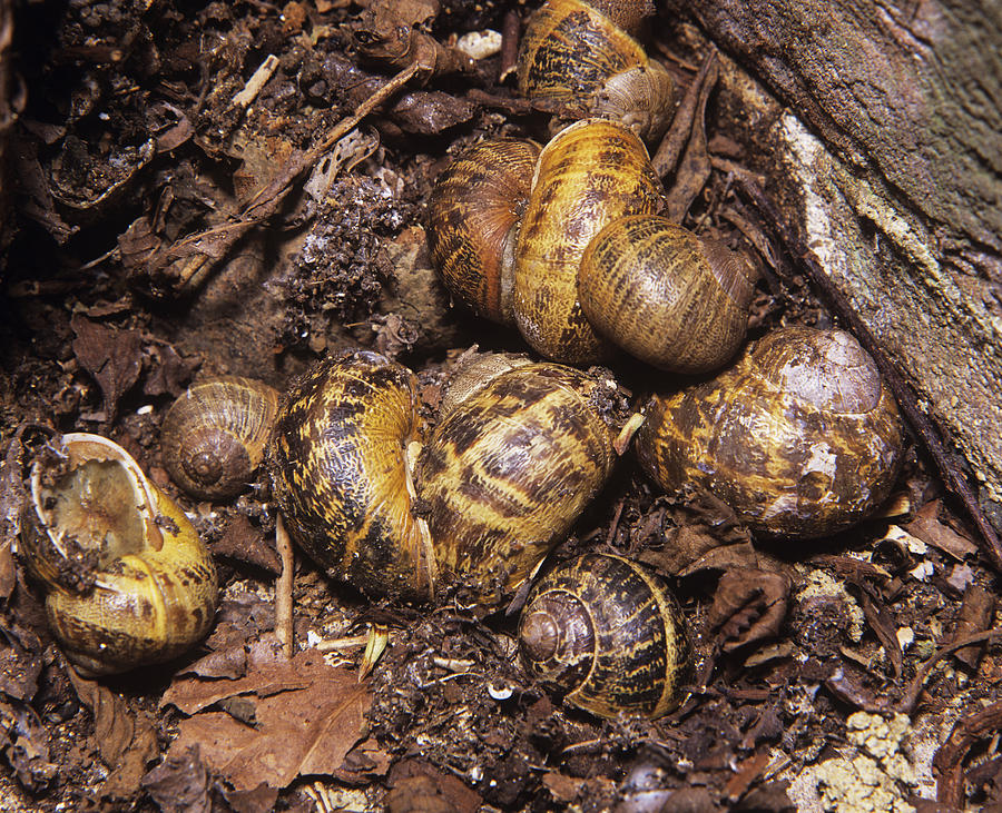 do snails hibernate