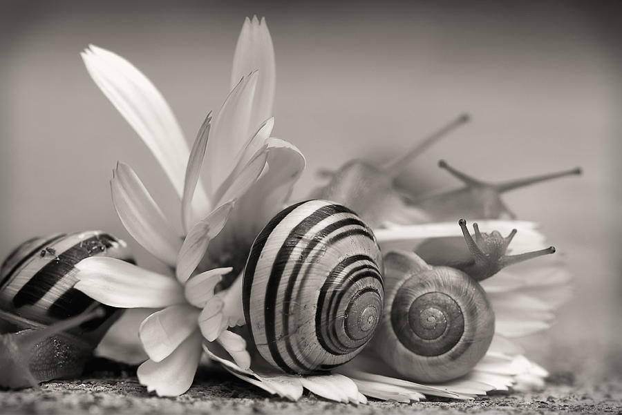 Nature Photograph - Garden Snails On Gerbera Daisy Flower by Tracie Schiebel