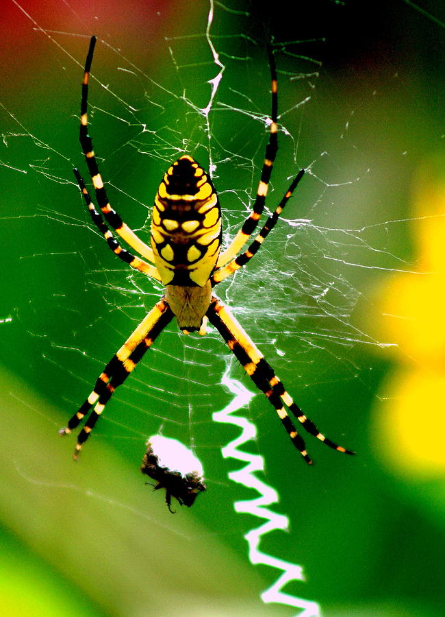 Garden Photograph - Garden Spider and Prey by Charles Shedd