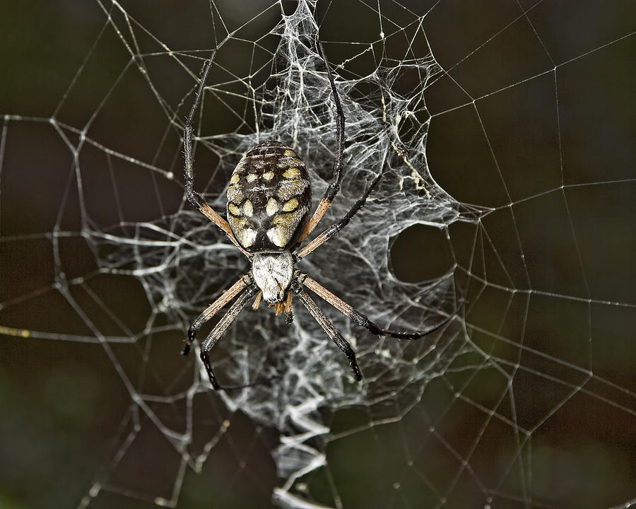 Garden Spider Photograph by Gregory Scott