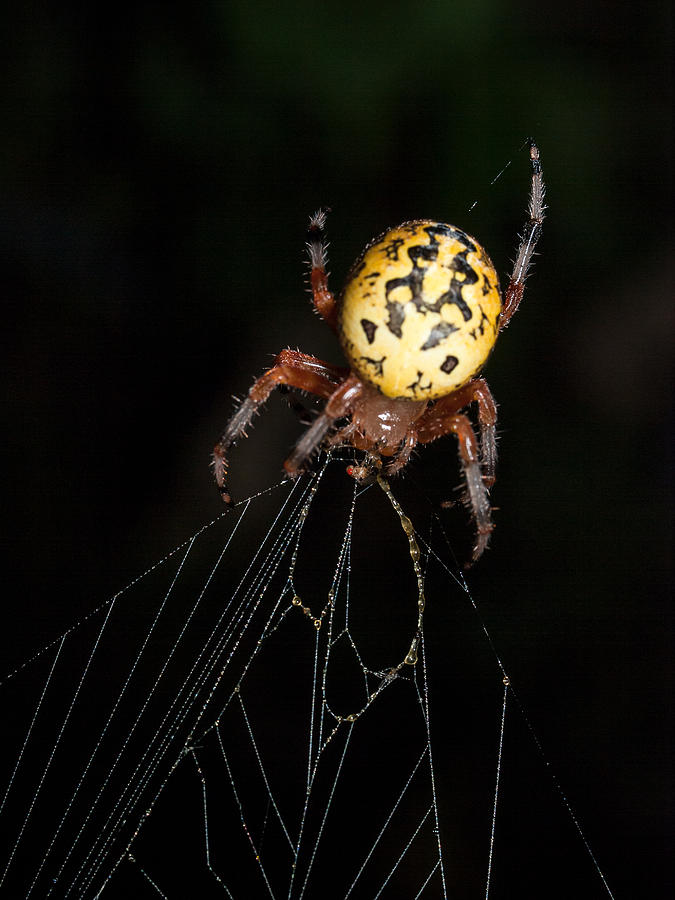 Garden Spider Photograph by Jim DeLillo
