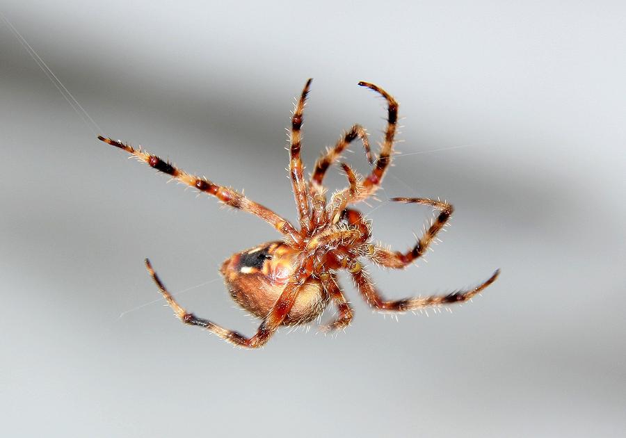 Garden Spider number 1 Photograph by Scott Brown