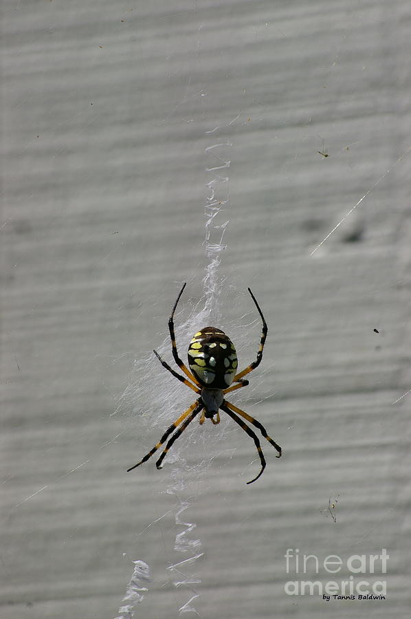 Garden Spider Photograph by Tannis  Baldwin