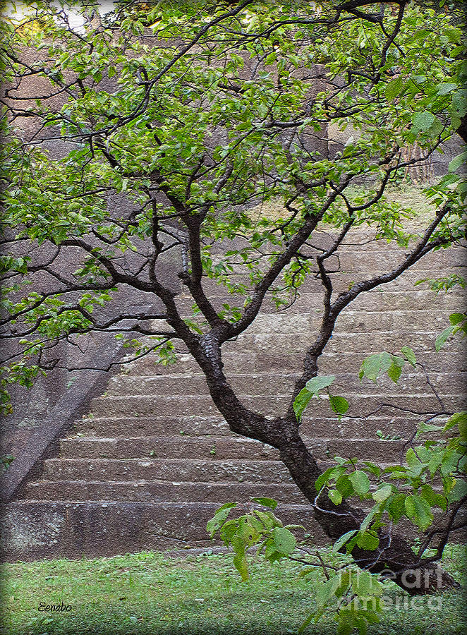 Garden Stairs Photograph by Eena Bo