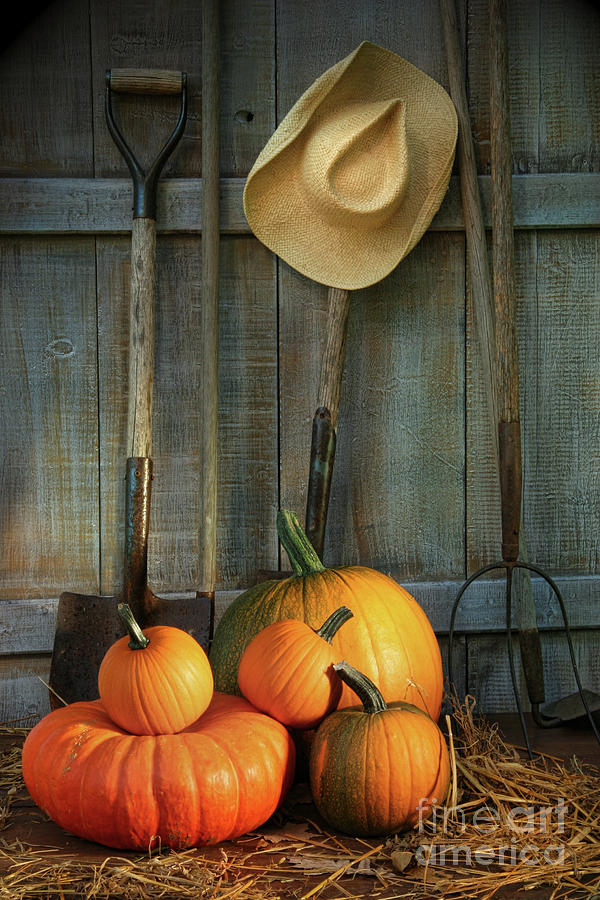 Fall Photograph - Garden tools in shed with pumpkins by Sandra Cunningham