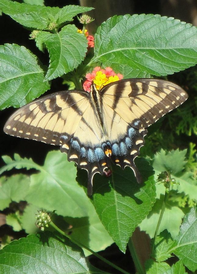 Garden Visitor Photograph by Carrie Auwaerter - Fine Art America