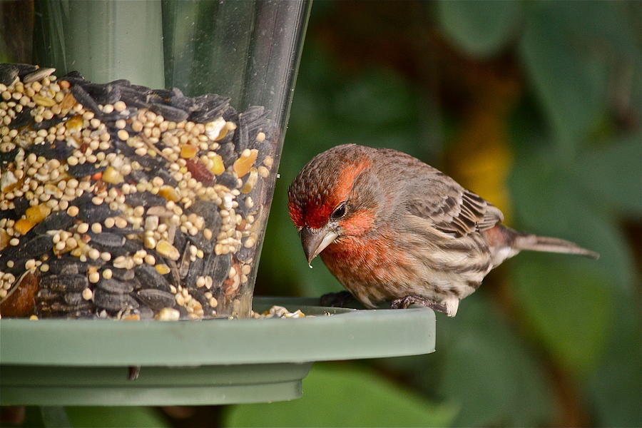 Bird Photograph - Garden Visitor by Diana Hatcher