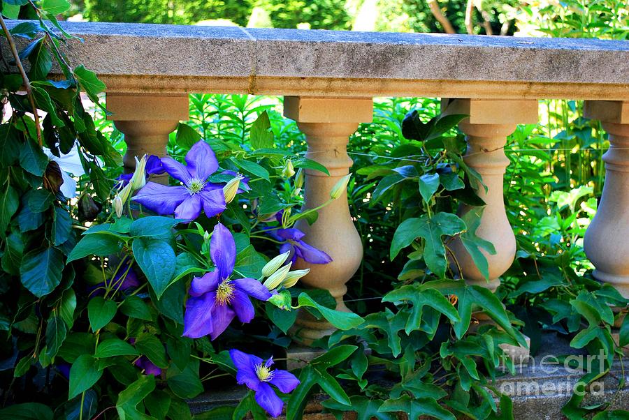 Flower Photograph - Garden Wall With Periwinkle Flowers by Nancy Mueller