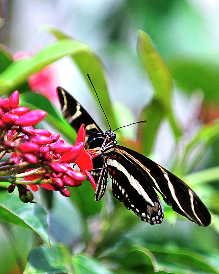 Butterfly Photograph - Garden Zebra Longwing by Bill Dodsworth