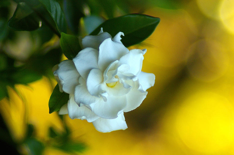Gardenia Photograph by Brian Wright